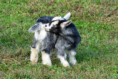A young Etawa goat playing in the farmyard.