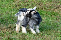 A young goat with black and white fur stands on a grassy field, turning its head back as if trying to nibble or scratch itself. The grass is lush and green, providing a natural and vibrant setting.