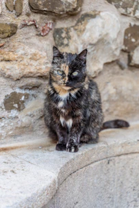 a cat sitting on a ledge next to a stone wall