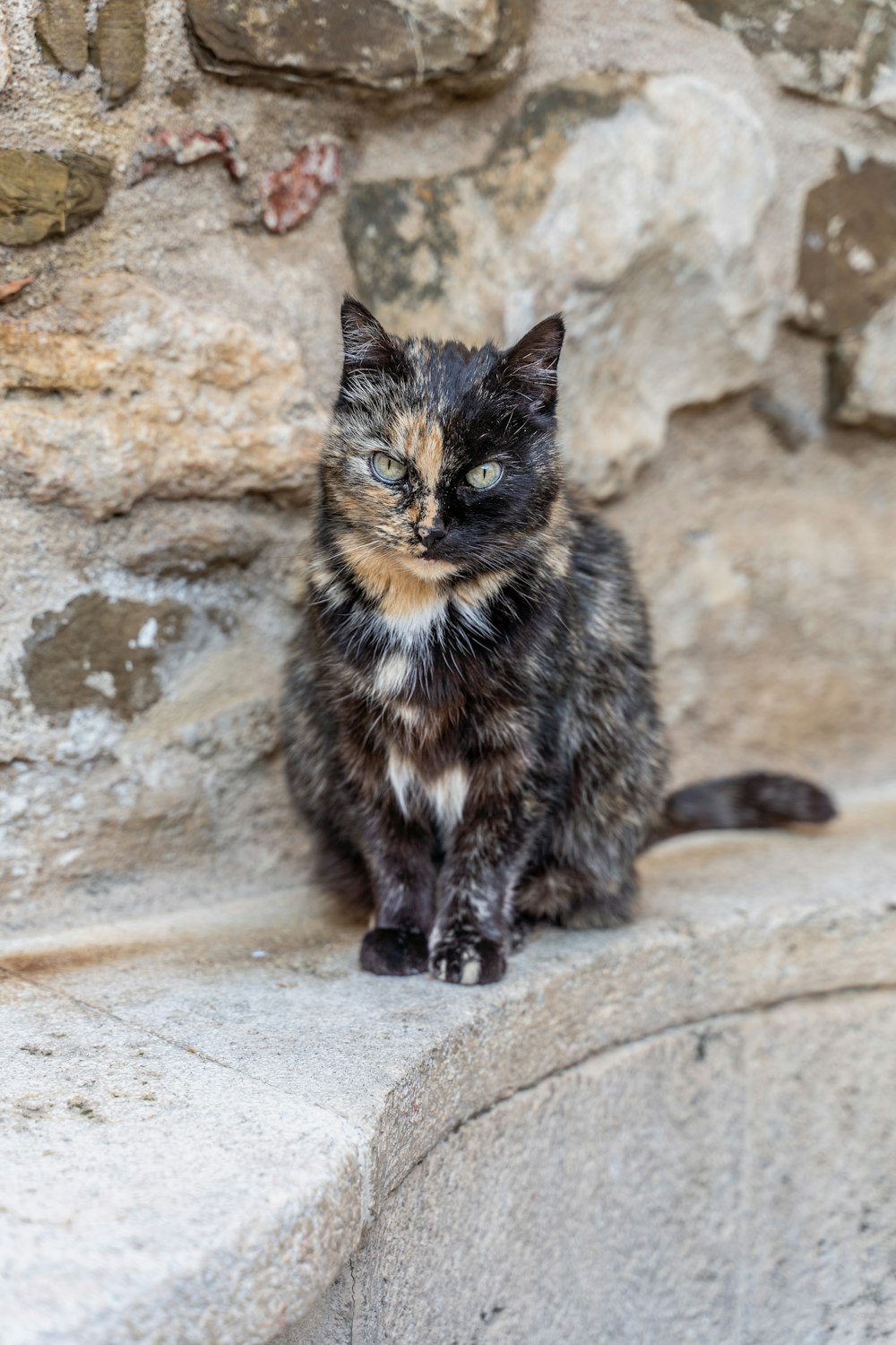 a cat sitting on a ledge next to a stone wall