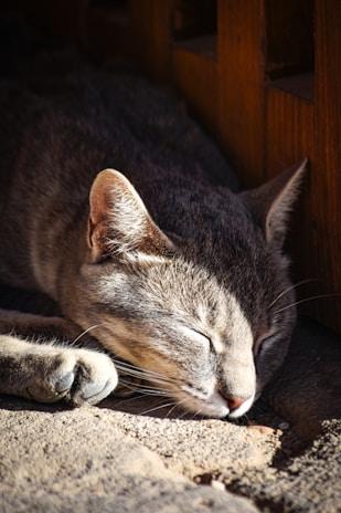 A calm gray tabby cat resting peacefully near a window with natural light.