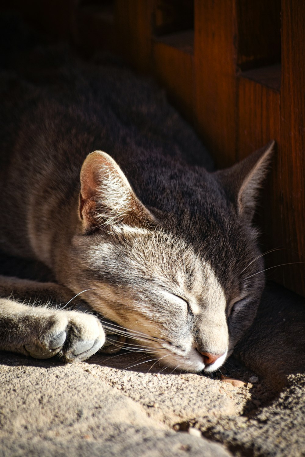a cat sleeping on the ground with its eyes closed