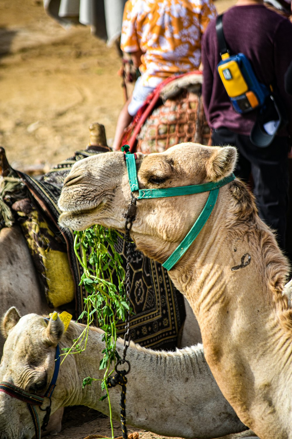 a camel is eating grass in the desert