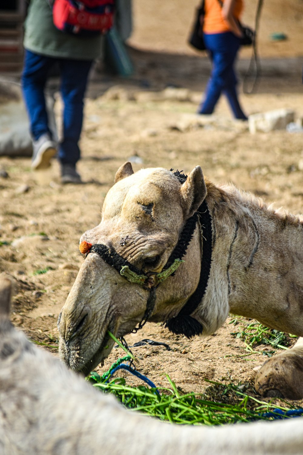 a camel laying on the ground with a harness around it's neck