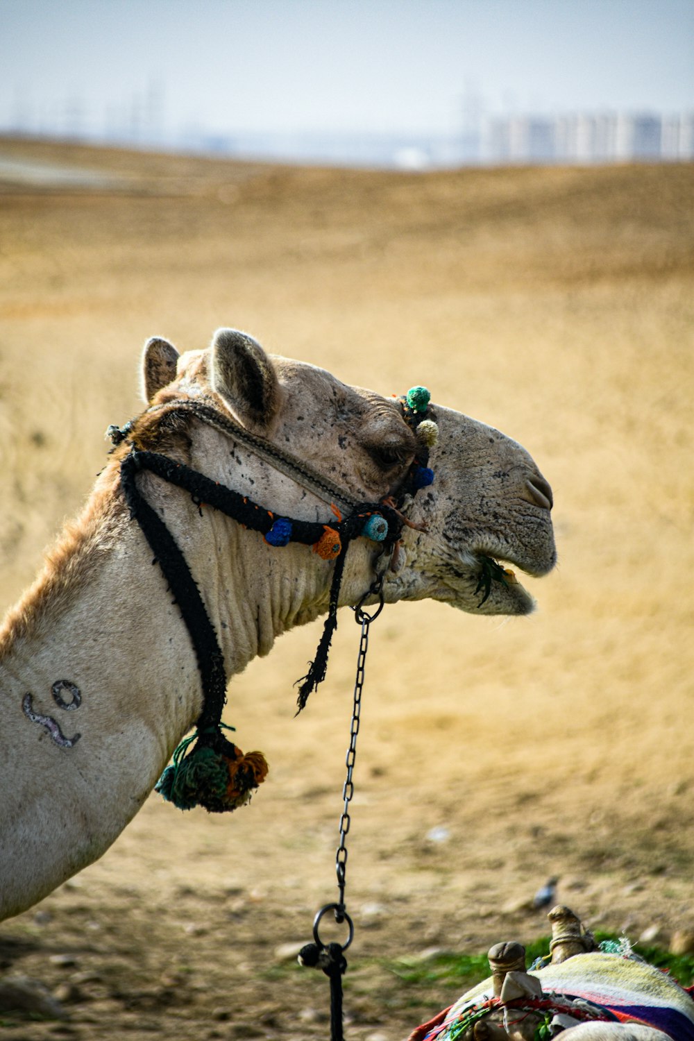 a close up of a camel with a harness on