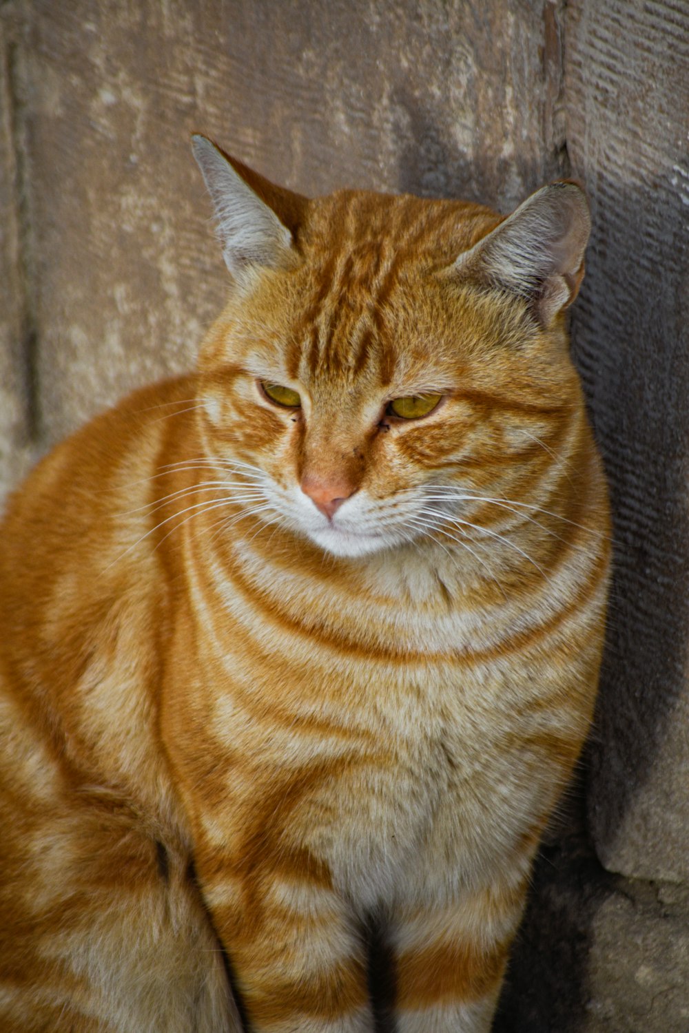 a close up of a cat sitting on the ground