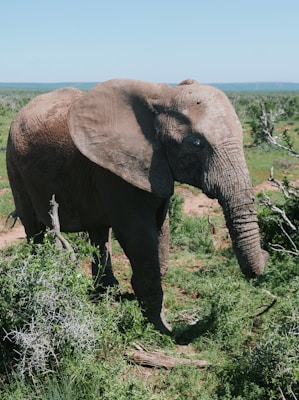 A large elephant stands amidst lush green vegetation, with its trunk gently resting on a nearby bush. The setting is a vast, open savanna under a clear blue sky, with distant hills visible on the horizon. The elephant's skin is textured and dusty, indicating a natural habitat.