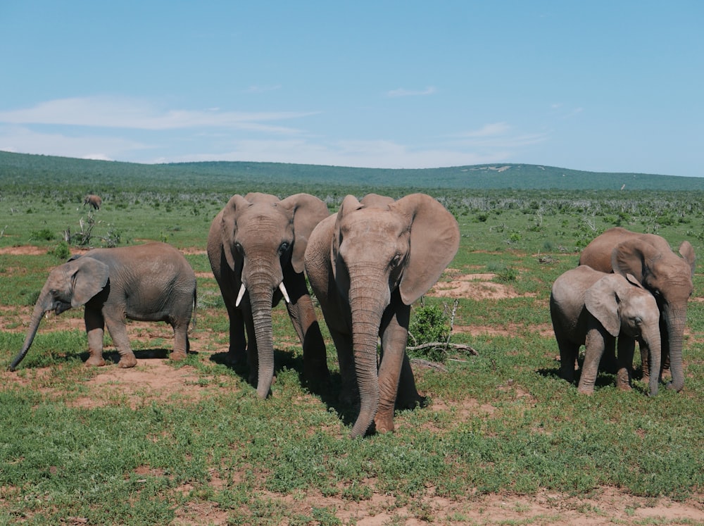 a herd of elephants walking across a lush green field