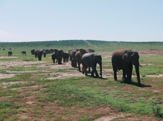 A herd of elephants walking through the plains.