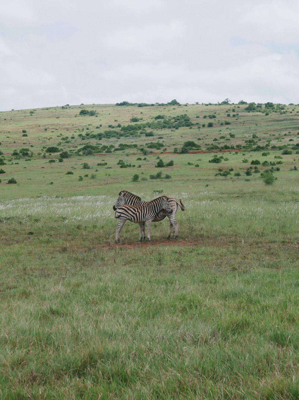 two zebras are standing in a grassy field