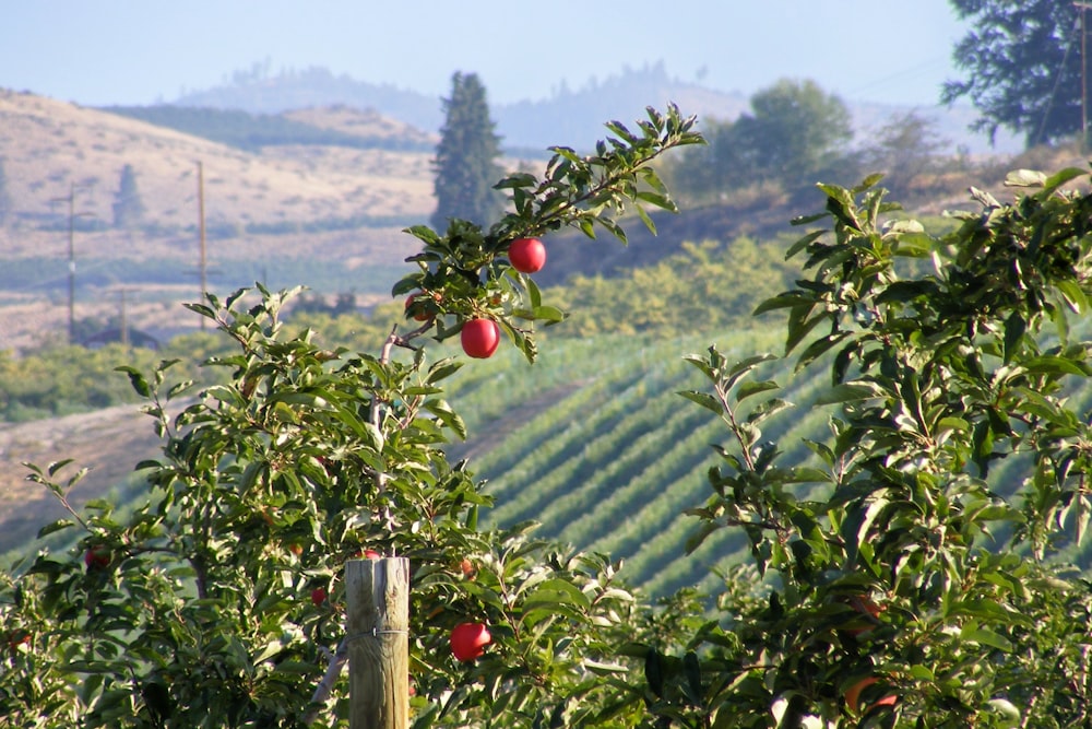 an apple tree with red apples on it