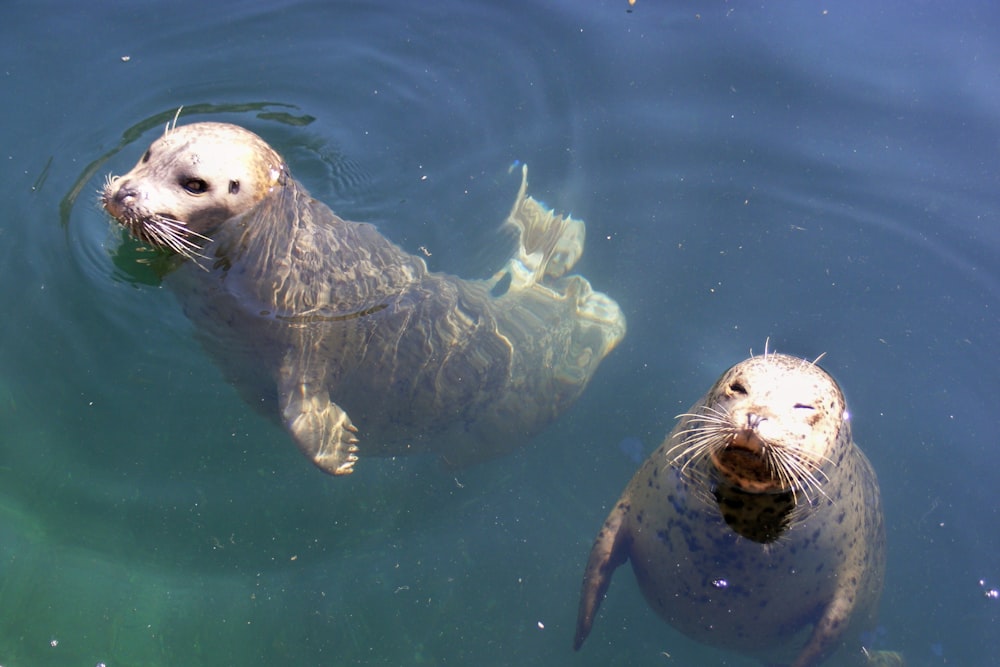 two sea lions swimming in a body of water