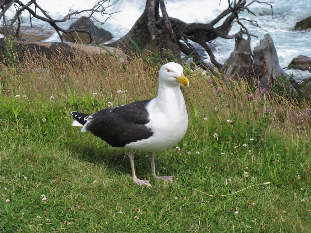 a black and white bird standing on top of a grass covered field