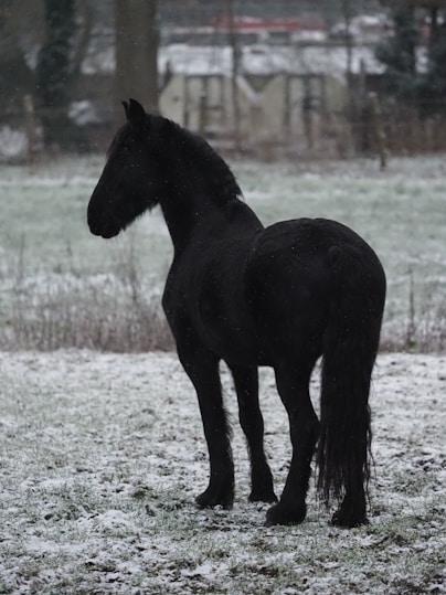 a black horse standing in a snowy field