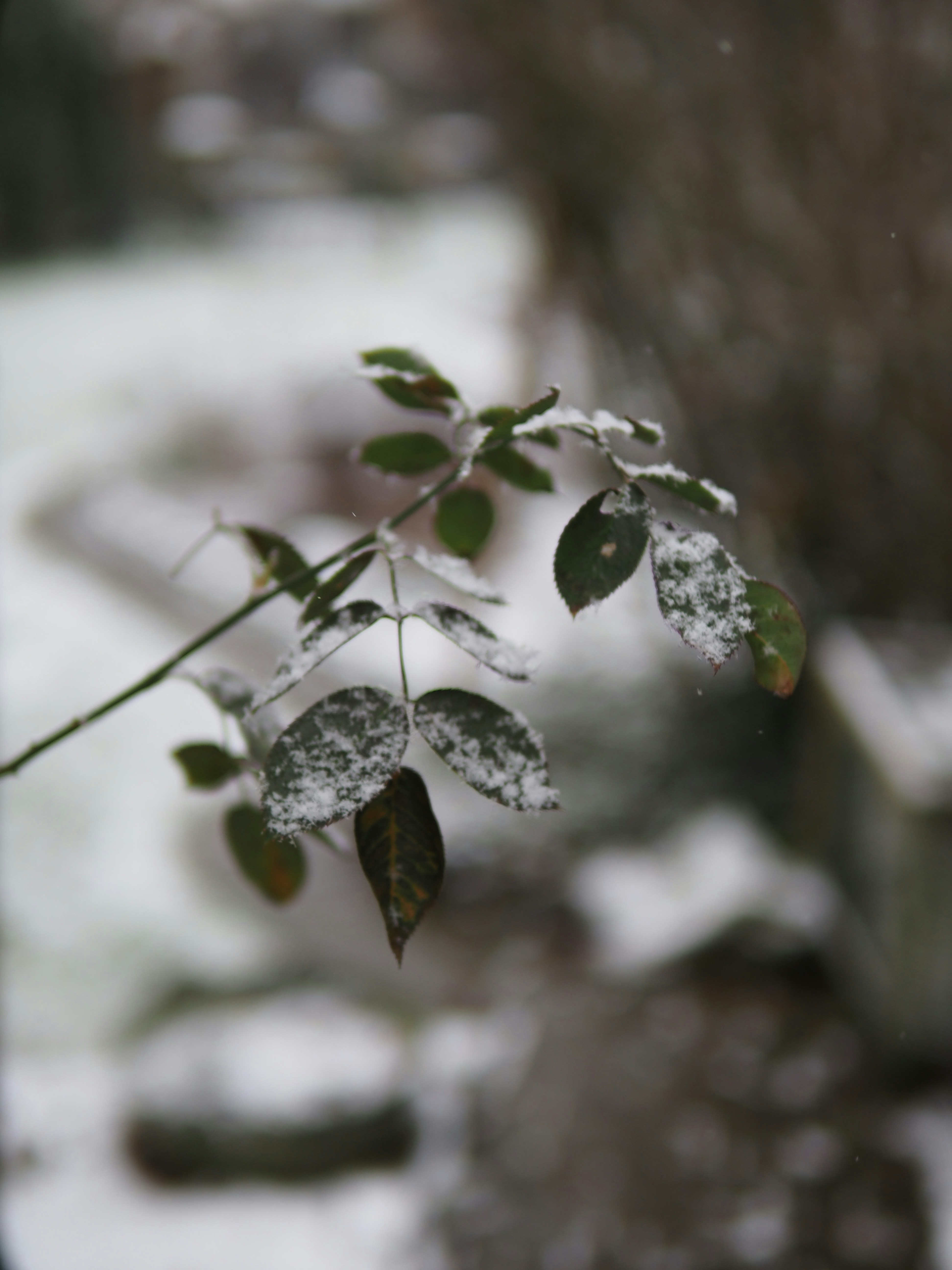 Photo by siemon_hmbrx