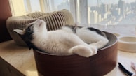 A cat is lounging comfortably in a circular, wooden cat bed placed near a window. The room is filled with soft, natural light, and the cat appears relaxed with its eyes closed. In the background, a cityscape is visible through the window with sheer curtains.