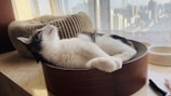 Soft cushioned cat bed nestled by a sunny window with a playful cat lounging.