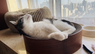 A cat is lounging comfortably in a circular, wooden cat bed placed near a window. The room is filled with soft, natural light, and the cat appears relaxed with its eyes closed. In the background, a cityscape is visible through the window with sheer curtains.
