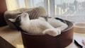 A cat is lounging comfortably in a circular, wooden cat bed placed near a window. The room is filled with soft, natural light, and the cat appears relaxed with its eyes closed. In the background, a cityscape is visible through the window with sheer curtains.