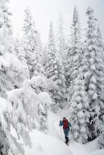 A cross country skier gliding through fresh snow in a quiet forest.