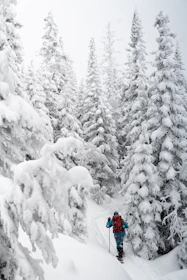 A cross country skier gliding through fresh snow in a quiet forest.