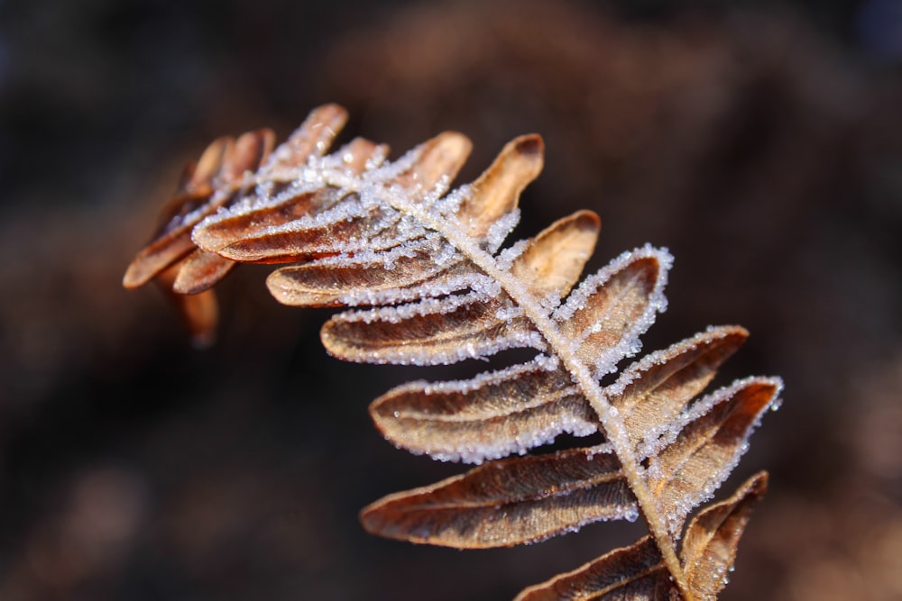 a close up of a leaf with frost on it