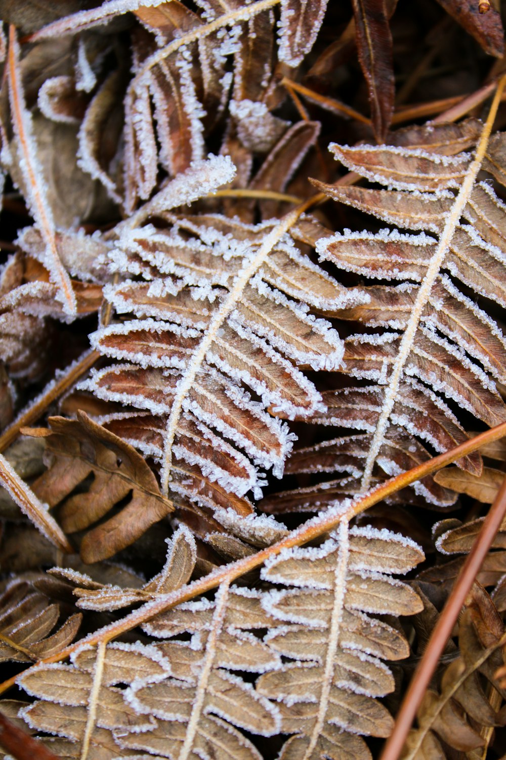 a close up of a plant with frost on it