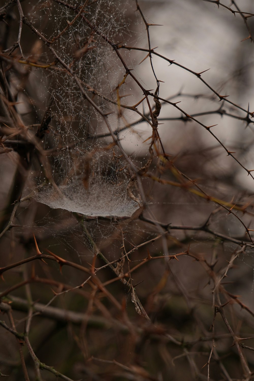 a spider web hanging from a tree branch