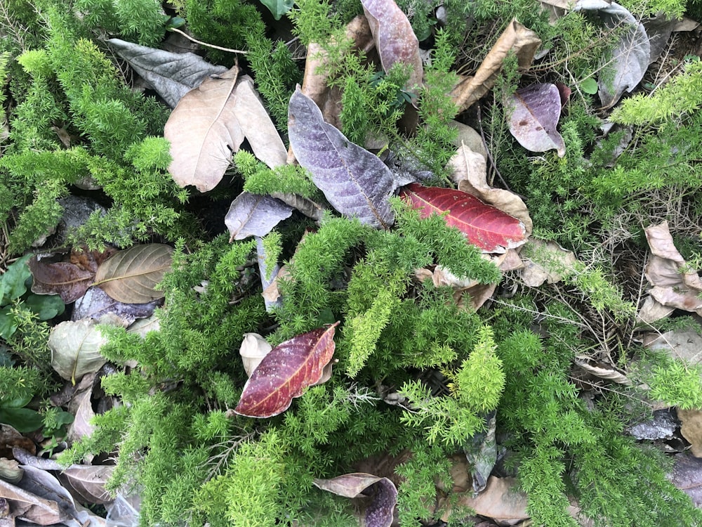 a bunch of leaves and moss on the ground