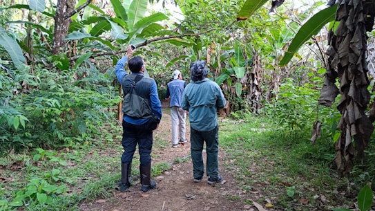 Three individuals are exploring a lush, green forest path surrounded by dense foliage. One person is pointing up, possibly observing something in the trees. The path is slightly muddy and the vegetation is thick, with large leaves and tall plants.