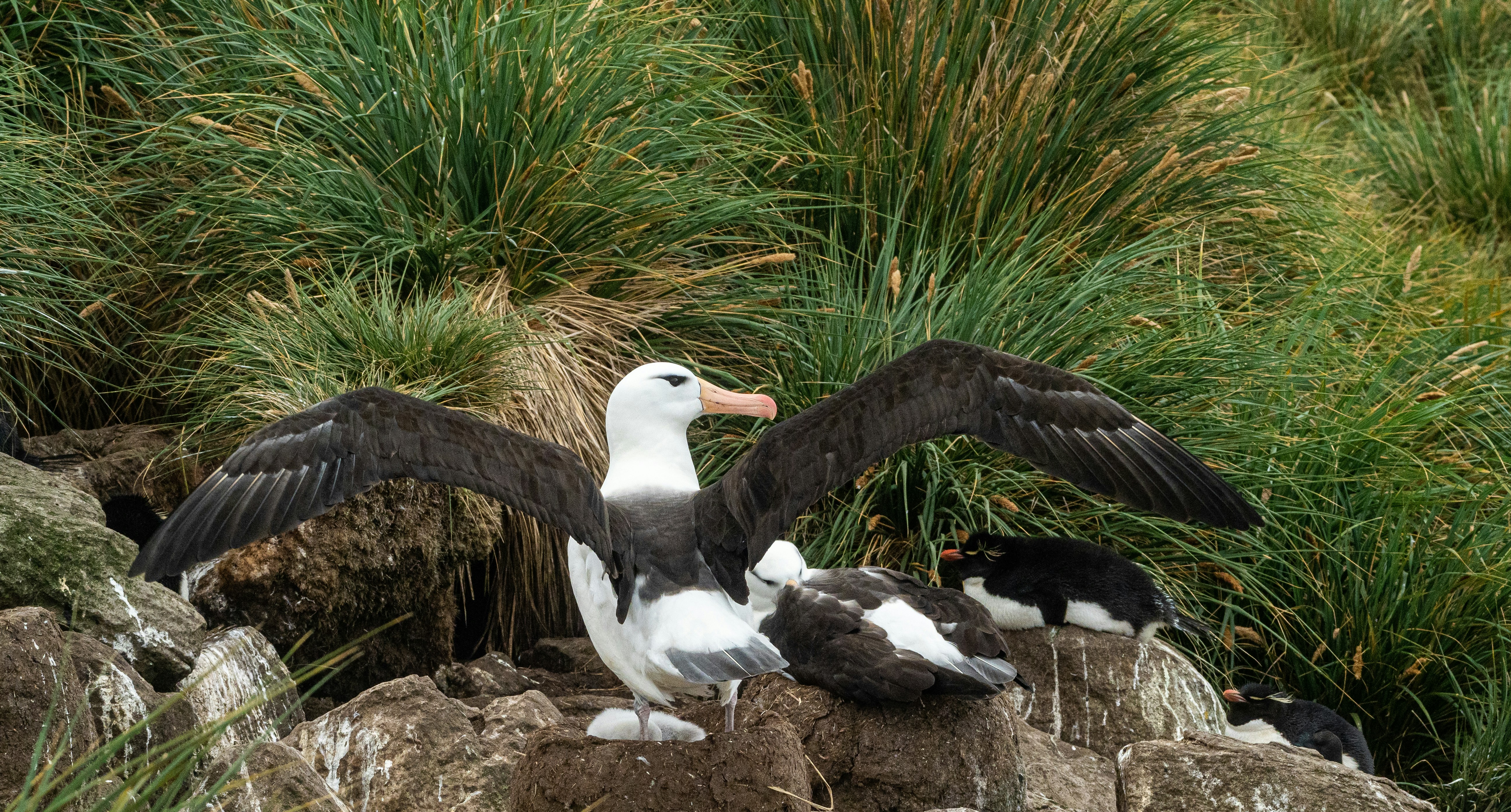 Royal Albatross Centre - Dunedin
