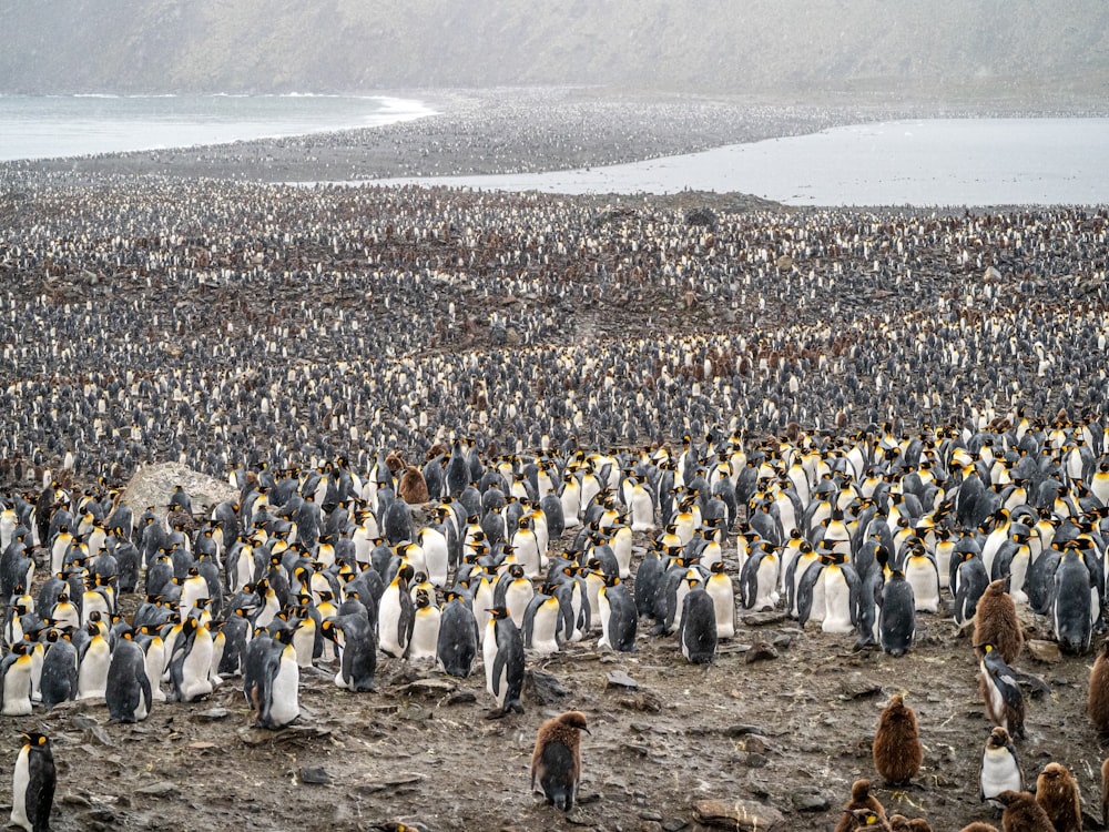a large group of penguins standing on top of a beach
