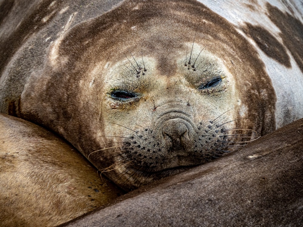 a close up of a seal laying on top of a rock