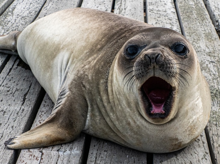 A seal lies on a wooden pier with its mouth open wide, appearing to be either yawning or vocalizing. The seal's fur is light grey with subtle brown tones, and its eyes are large and dark. The texture of the wooden planks beneath the seal is visible with weathered, rustic details.