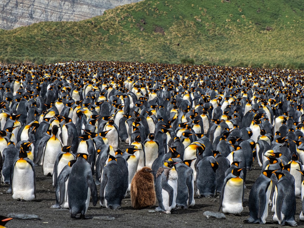 a large group of penguins standing on top of a beach