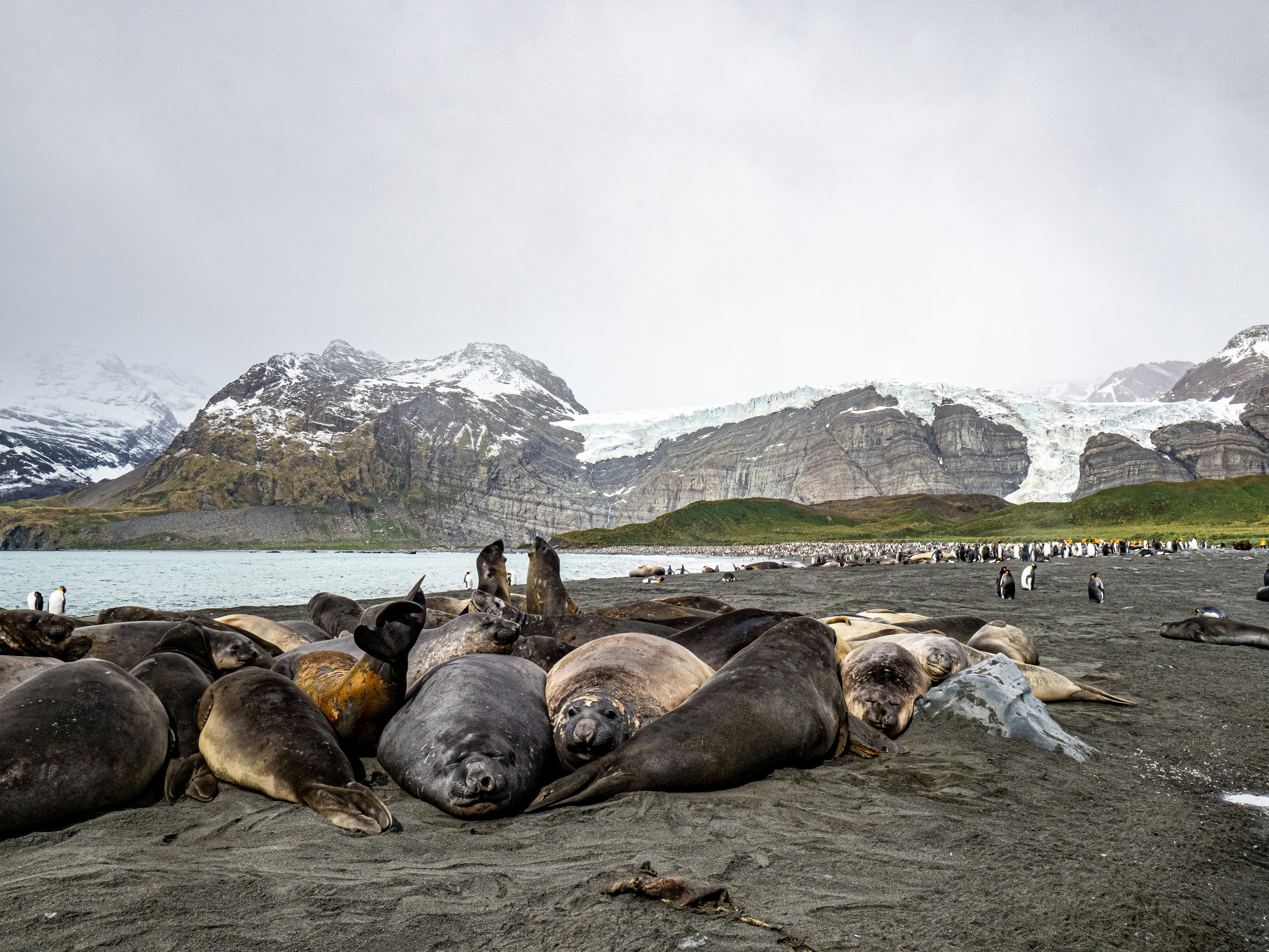 Cape fur seal colony on the Skeleton Coast Namibia