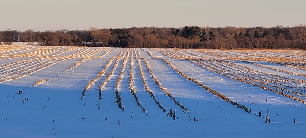 a snowy field with rows of trees in the distance