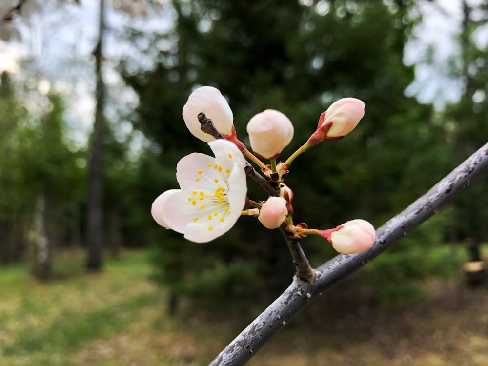 a close up of a flower on a tree branch