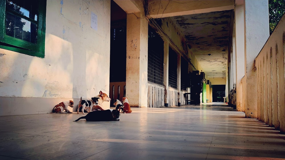 a group of dogs laying on the ground in front of a building