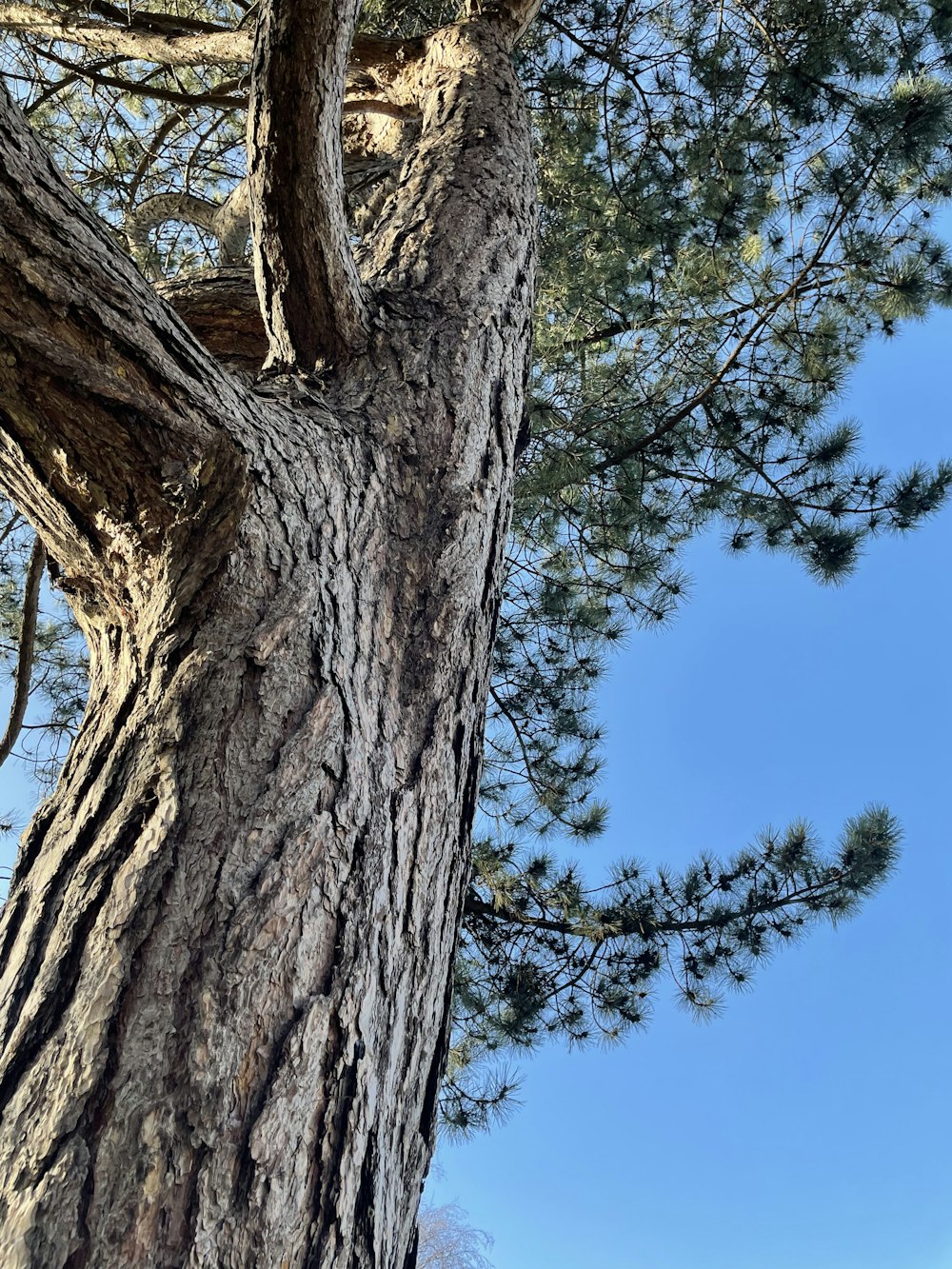 a large tree with a blue sky in the background