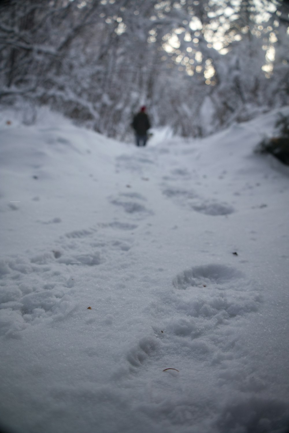 a person walking through a snow covered forest