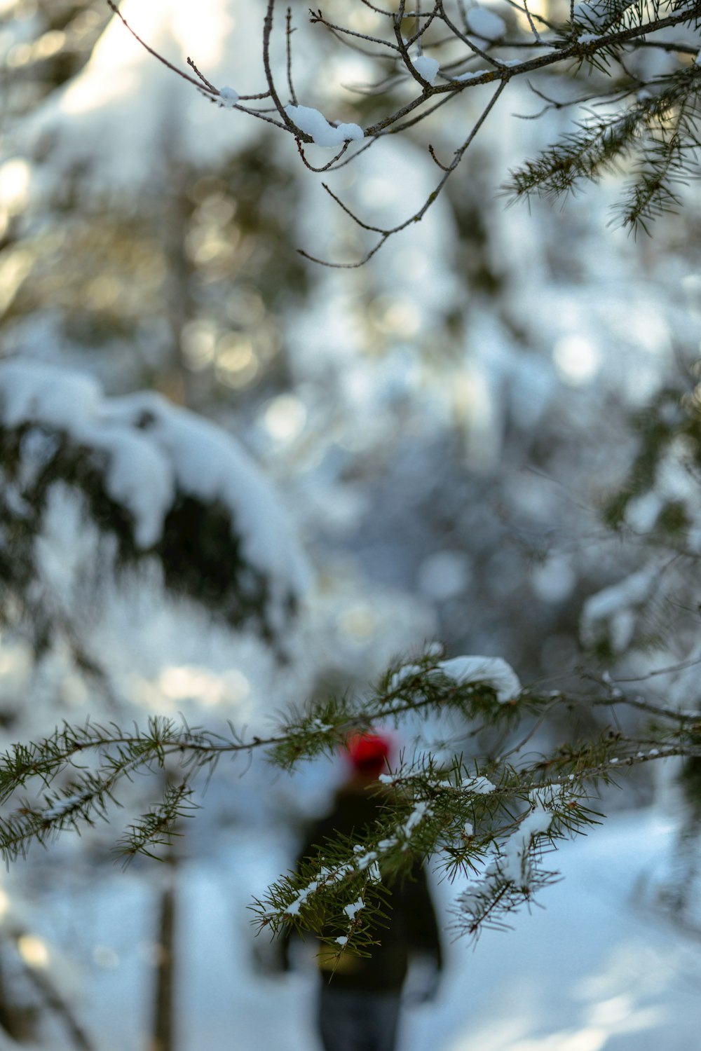 a person walking through a snowy forest