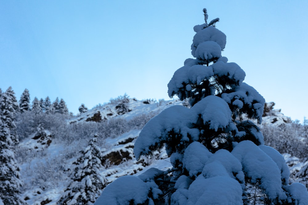 a snow covered pine tree on a snowy mountain