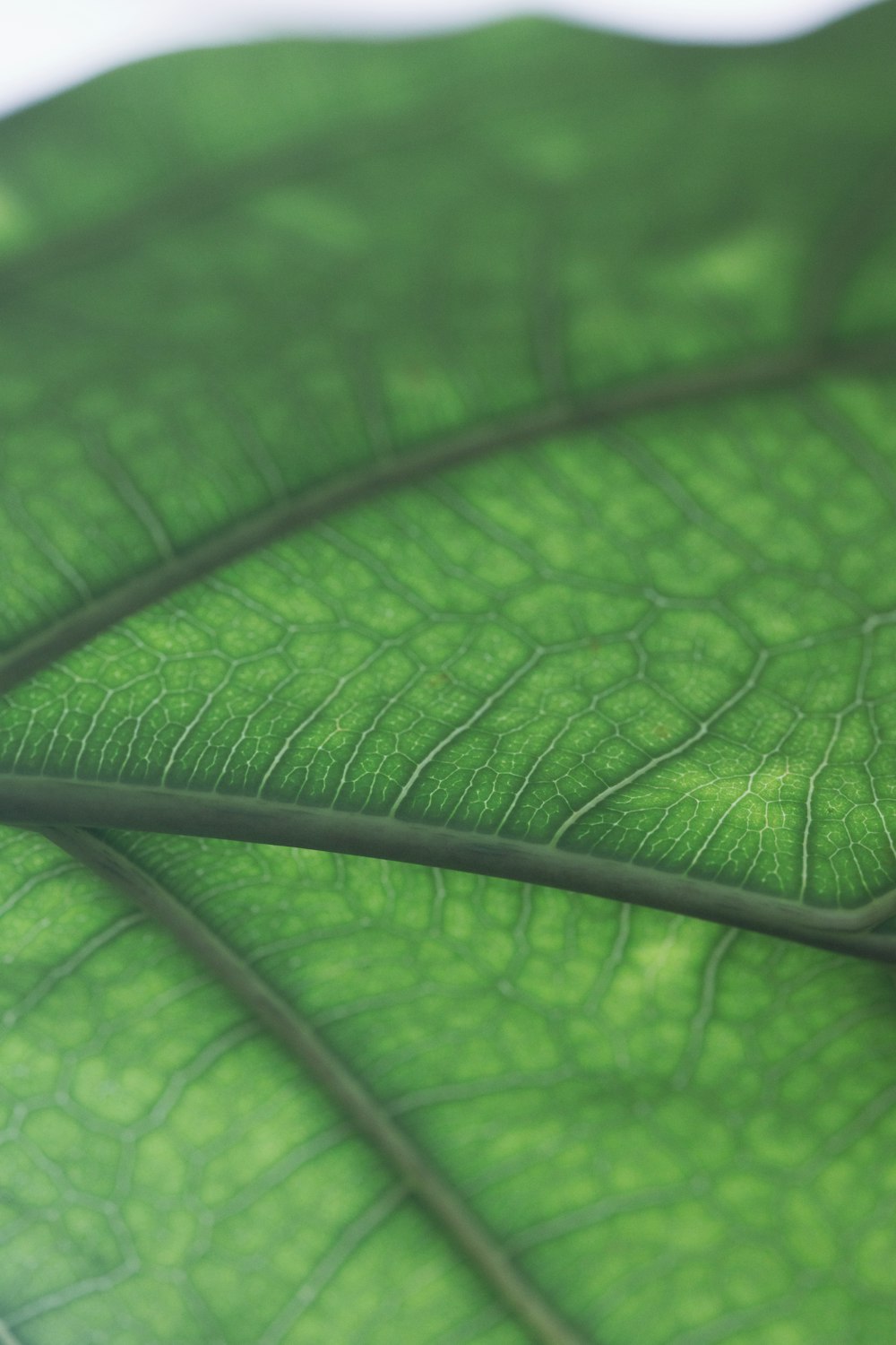 a close up of a green leaf