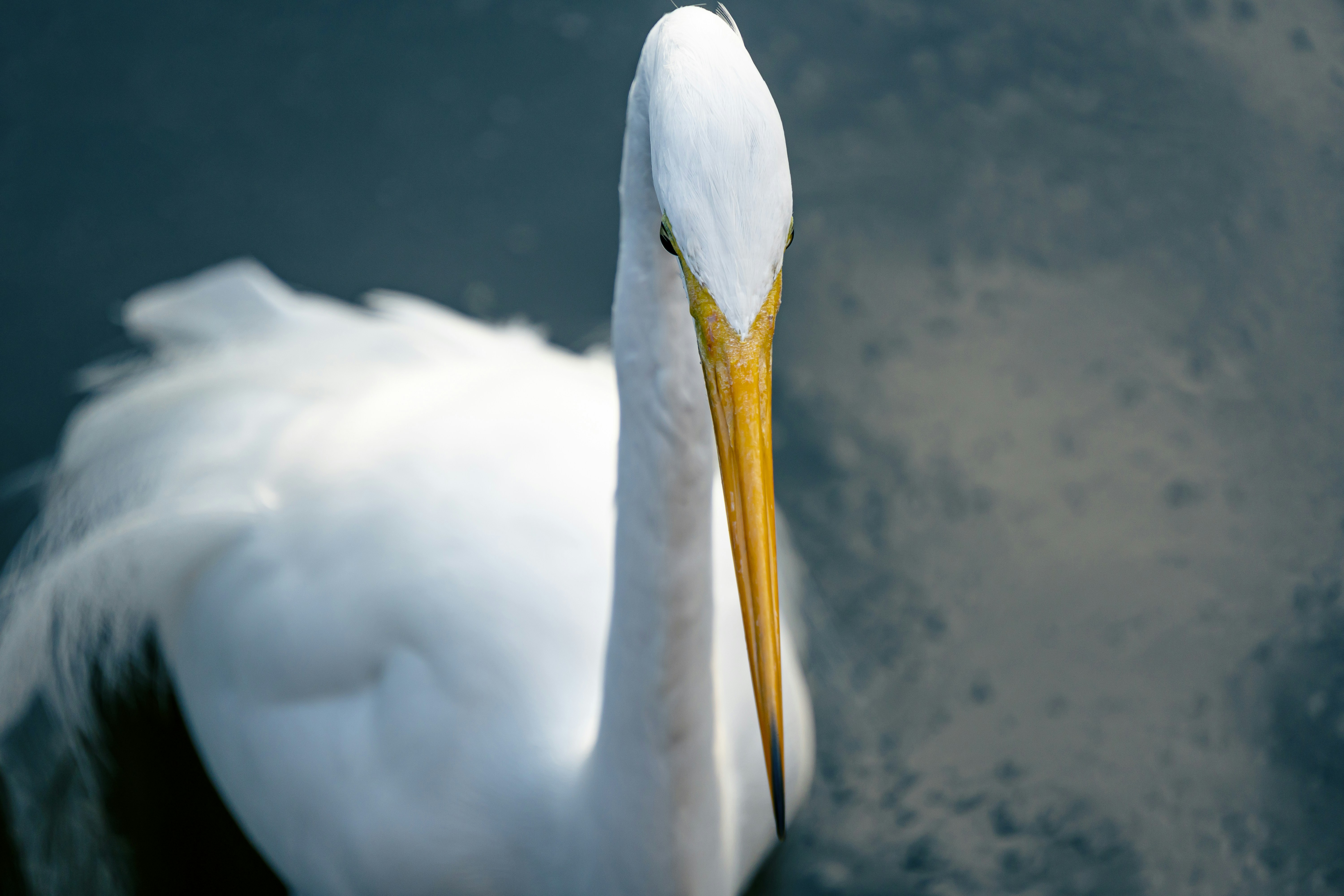 a close up of a white bird in the water