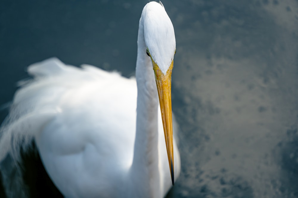 a close up of a white bird in the water