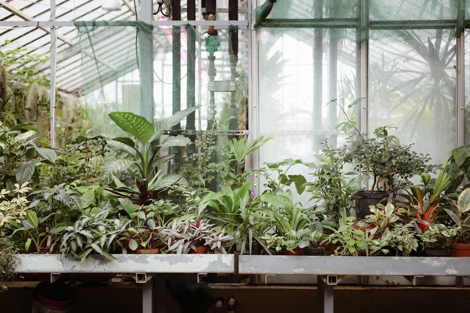 Greenhouse filled with various ferns and greenery in pots of different sizes and colors