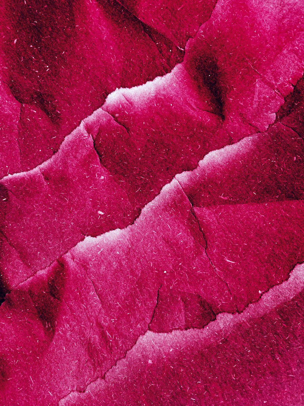 a close up view of a red plant