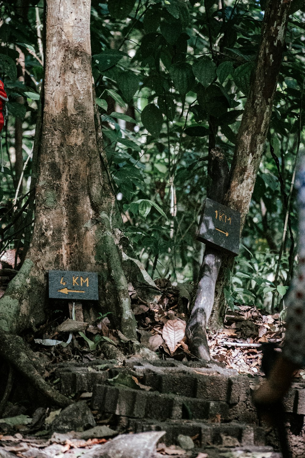 a couple of trees that are in the dirt