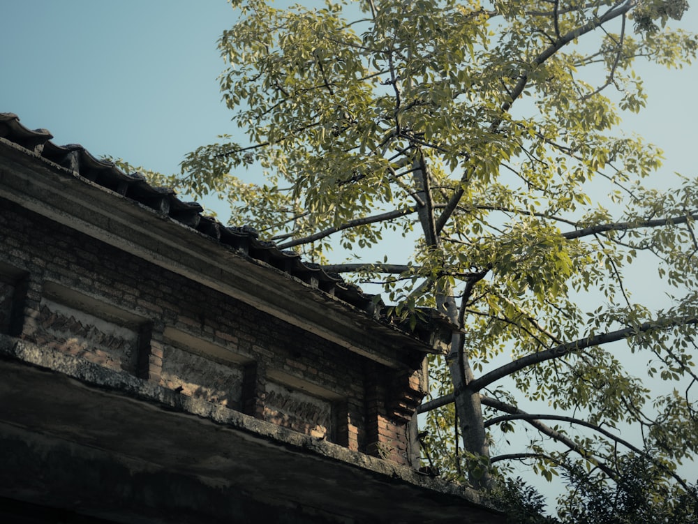 a tree in the middle of a building with a sky background